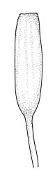 Encalypta rhaptocarpa, capsule. Drawn from A.J. Fife 10283, CHR 483503.
 Image: R.C. Wagstaff © Landcare Research 2014 
